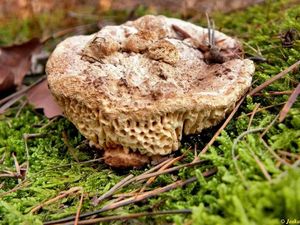 Klikni pro velký obrázek