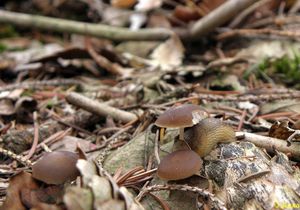 Klikni pro velký obrázek