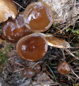 Klikni pro velký obrázek