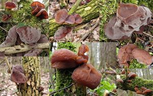 Klikni pro velký obrázek