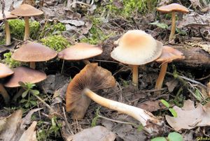 Klikni pro velký obrázek