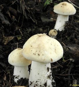 Klikni pro velký obrázek