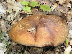 Klikni pro velký obrázek