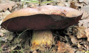 Klikni pro velký obrázek