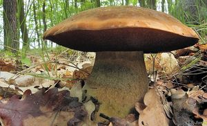 Klikni pro velký obrázek