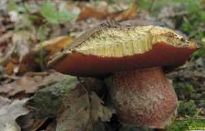 Klikni pro velký obrázek