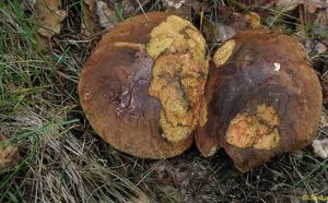 Klikni pro velký obrázek