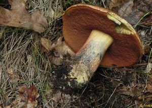 Klikni pro velký obrázek