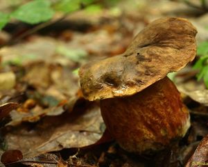 Klikni pro velký obrázek