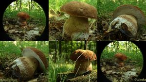 Klikni pro velký obrázek