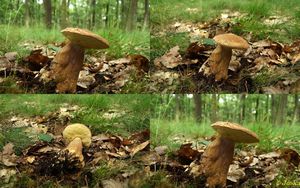 Klikni pro velký obrázek