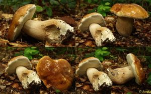 Klikni pro velký obrázek