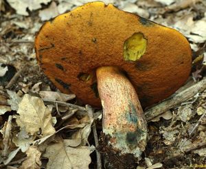 Klikni pro velký obrázek