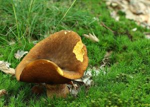 Klikni pro velký obrázek