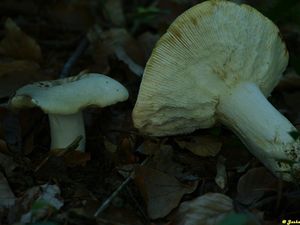 Klikni pro velký obrázek