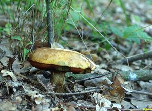 Klikni pro velký obrázek