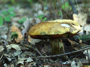 Klikni pro velký obrázek