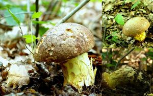 Klikni pro velký obrázek