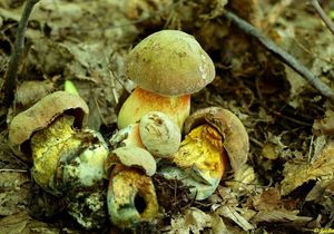 Klikni pro velký obrázek