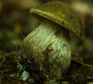 Klikni pro velký obrázek