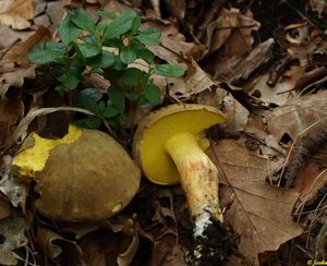 Klikni pro velký obrázek