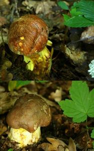 Klikni pro velký obrázek