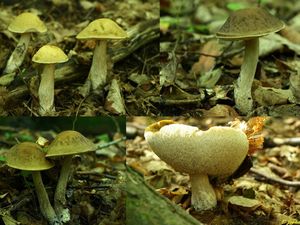 Klikni pro velký obrázek