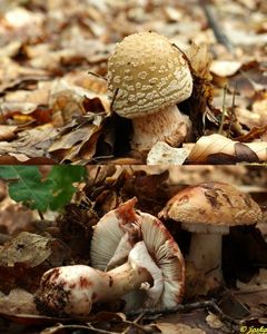 Klikni pro velký obrázek