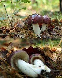 Klikni pro velký obrázek