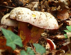 Hřib nachový - Boletus rhodoxanthus (Krombh.) Kallenb. 1925