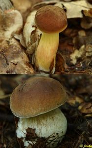 Klikni pro velký obrázek