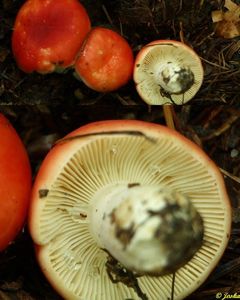 Klikni pro velký obrázek