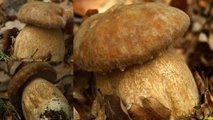 Klikni pro velký obrázek