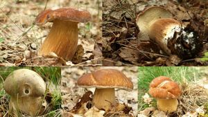 Klikni pro velký obrázek