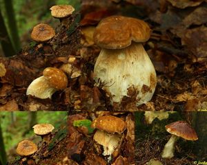 Klikni pro velký obrázek