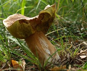 Klikni pro velký obrázek