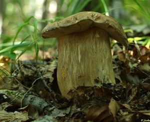 Klikni pro velký obrázek