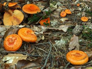 Klikni pro velký obrázek