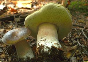 Klikni pro velký obrázek