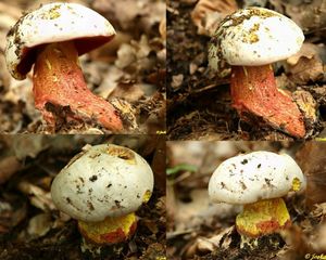 Klikni pro velký obrázek