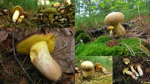 Klikni pro velký obrázek