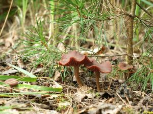 Klikni pro velký obrázek