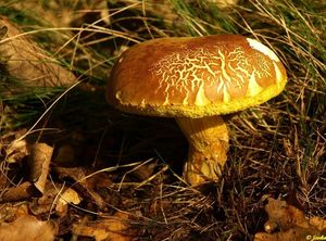 Klikni pro velký obrázek