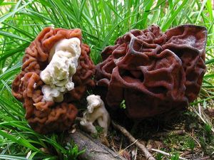 Ucháč obecný - Gyromitra esculenta