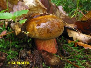 Hřib kovář - Boletus luridiformis Rostk.