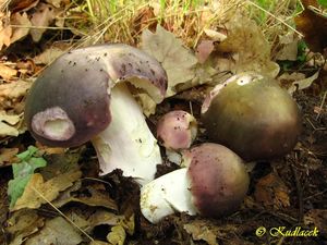 Holubinka namodralá - Russula cyanoxantha (Schaeff.) Fr. 1863