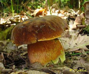 Hřib kovář - Boletus luridiformis Rostk.