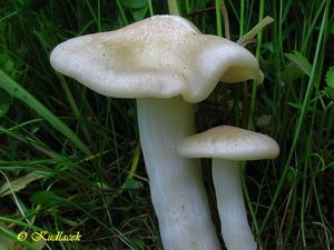 Závojenka podtrnka - Entoloma clypeatum (L.) P. Kumm. 1871