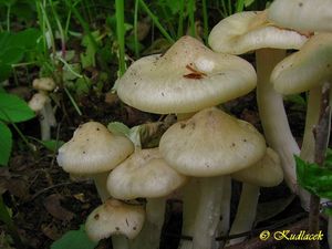 Závojenka podtrnka - Entoloma clypeatum (L.) P. Kumm. 1871