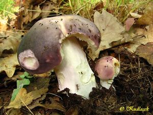 Holubinka namodralá - Russula cyanoxantha (Schaeff.) Fr. 1863